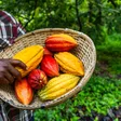 China removes tariffs for Ghana and 52 other African countries except one