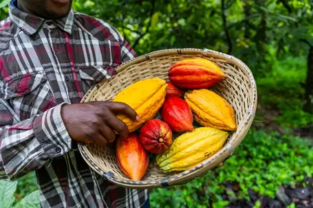 A closeup image of a busket of cocoa pods. Image source: /www.ntu.edu.sg/cas