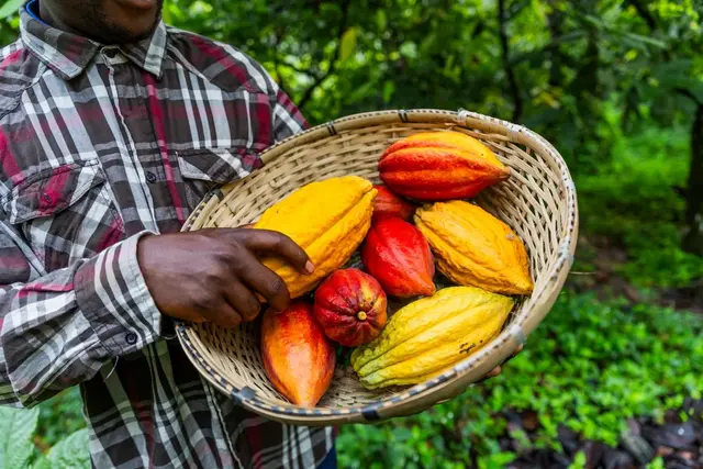 A closeup image of a busket of cocoa pods. Image source: /www.ntu.edu.sg/cas
