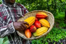 A closeup image of a busket of cocoa pods. Image source: /www.ntu.edu.sg/cas