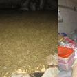 NACOC seizes 2,372kg of ‘wee’ worth over GH¢1.1 million in Volta Region