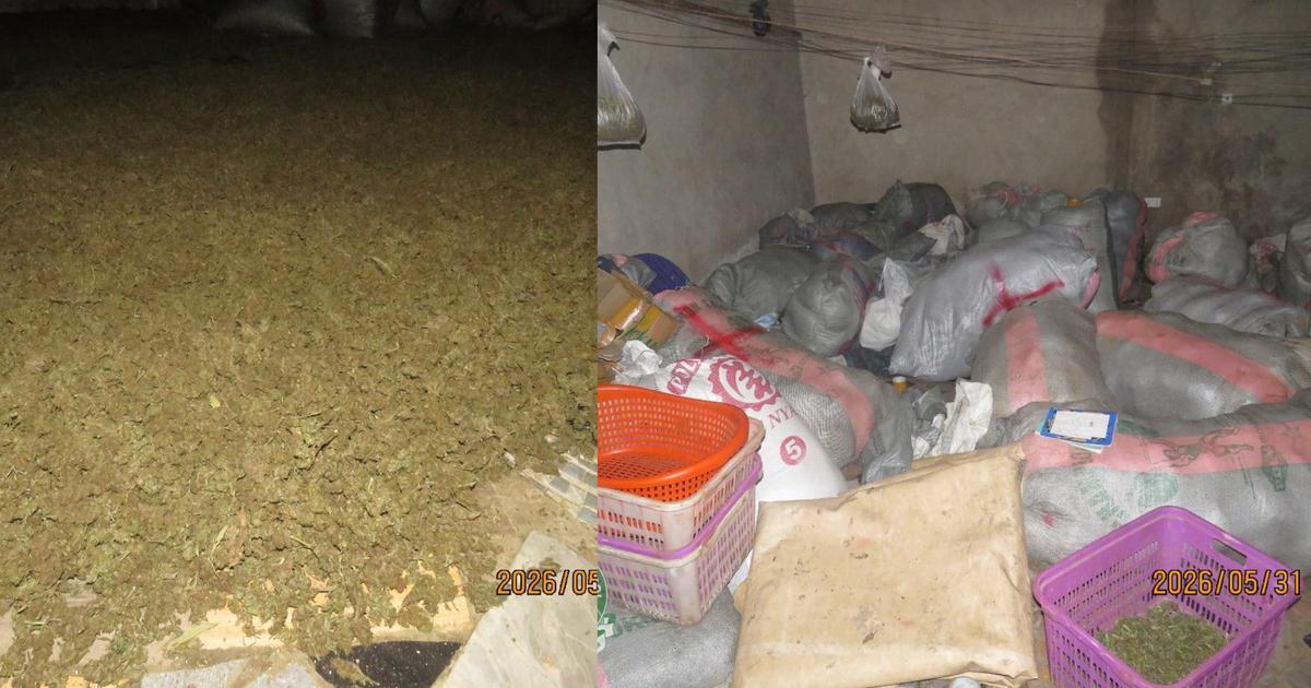 NACOC seizes 2,372kg of ‘wee’ worth over GH¢1.1 million in Volta Region