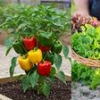 7 best crops to plant in your backyard during the rainy season