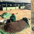 Hard work for smooth kin: The process behind Ghana's shea butter