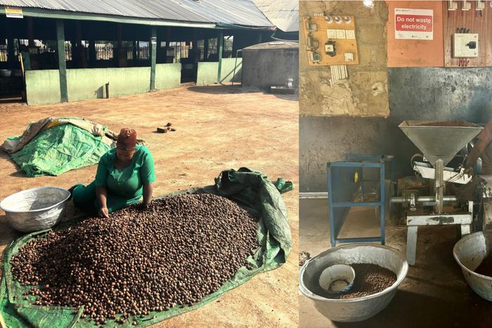 Hard work for smooth kin: The process behind Ghana's shea butter