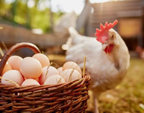 Eating two or more eggs per week can reduce the rate of Alzheimer's dementia by 47% - Study says