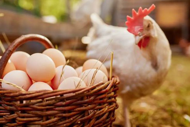 Eating two or more eggs per week can reduce the rate of Alzheimer's dementia by 47% - Study says