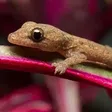 10 ways to prevent wall geckos in your home