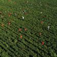 Top 10 agricultural producing countries in the world