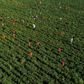 Top 10 agricultural producing countries in the world