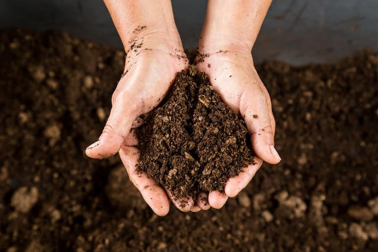 Soil is prohibited unless accompanied by an approved import permit. All soil must be declared upon arrival. Image via buchanansplants.com