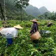 Top 10 largest agricultural economies in the world