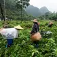 Top 10 largest agricultural economies in the world