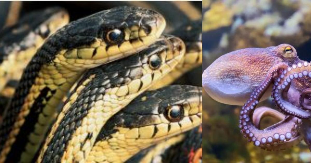 6 fascinating animals that die after giving birth to their offspring ...