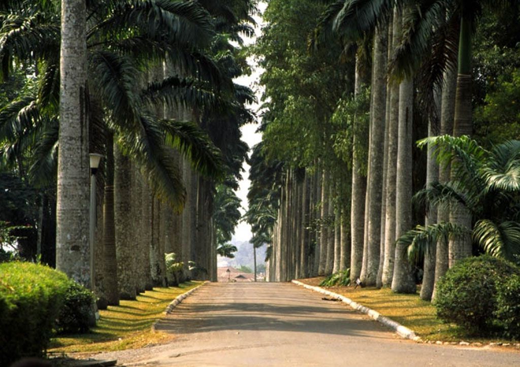5 important reasons you must start planting trees today