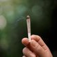 Teenagers who smoke marijuana are less intelligent – New study warns