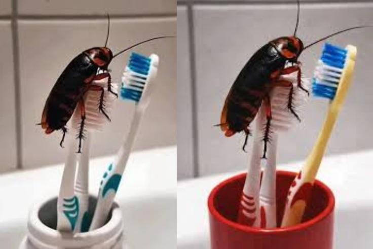 Your toothbrush could be attracting cockroaches — Here’s how to prevent it