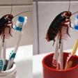 Your toothbrush could be attracting cockroaches — Here’s how to prevent it