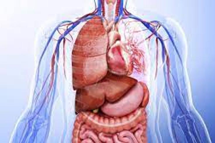 Did you know that you can survive without some of your human organs?