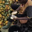 EU cautions Ghana and Côte d’Ivoire to reform cocoa sector or risk losing global market share