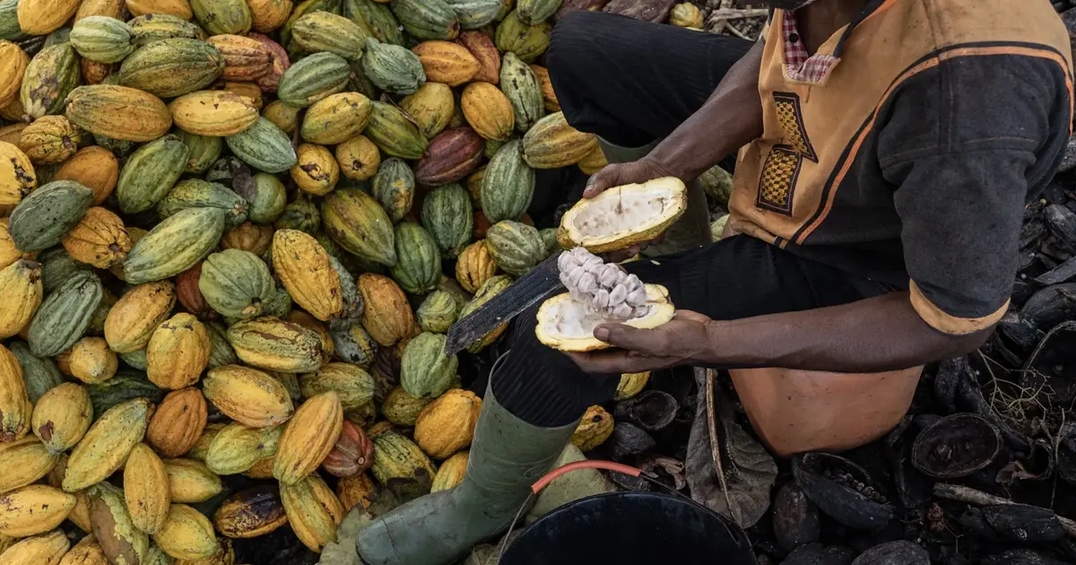Gov’t slashes cocoa producer price by GH¢7,448, sets new rate at GH¢ ...