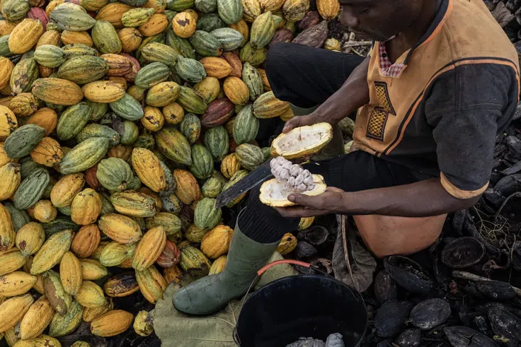 Gov’t slashes cocoa producer price by GH¢7,448, sets new rate at GH¢41,392 per tonne