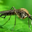 5 Surprising Benefits of Mosquitoes You Probably Don’t Know About