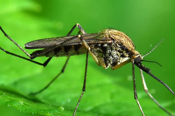 5 Surprising Benefits of Mosquitoes You Probably Don’t Know About