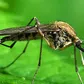 5 Surprising Benefits of Mosquitoes You Probably Don’t Know About