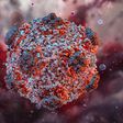 An illustration of a hantavirus. The rodent-borne virus causes flu-like symptoms that eventually cause the lungs to fill with fluid. Hantavirus cases usually come from direct exposure to infected rodent waste.
Ruslanas Baranauskas, Science Photo Library