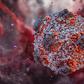 An illustration of a hantavirus. The rodent-borne virus causes flu-like symptoms that eventually cause the lungs to fill with fluid. Hantavirus cases usually come from direct exposure to infected rodent waste.
Ruslanas Baranauskas, Science Photo Library
