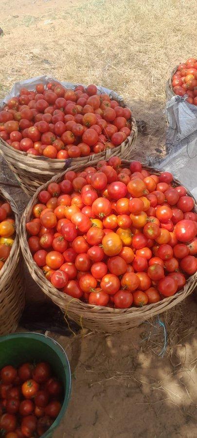Tomatoes