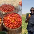 Tomato prices to drop sharply in coming weeks – Dumelo