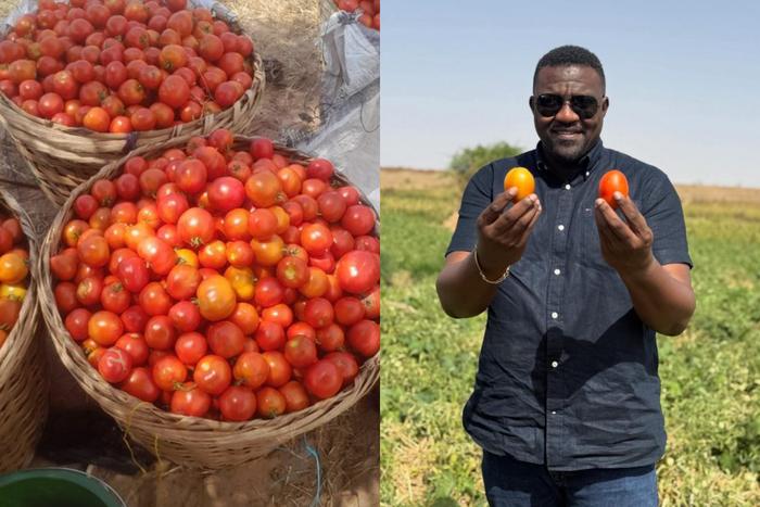Tomato prices to drop sharply in coming weeks – Dumelo