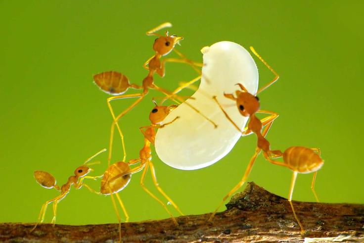 Scorpion and 9 other weird creatures you won’t believe are nutritious delicacies