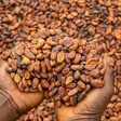 Man with cocoa beans fetched in his palm