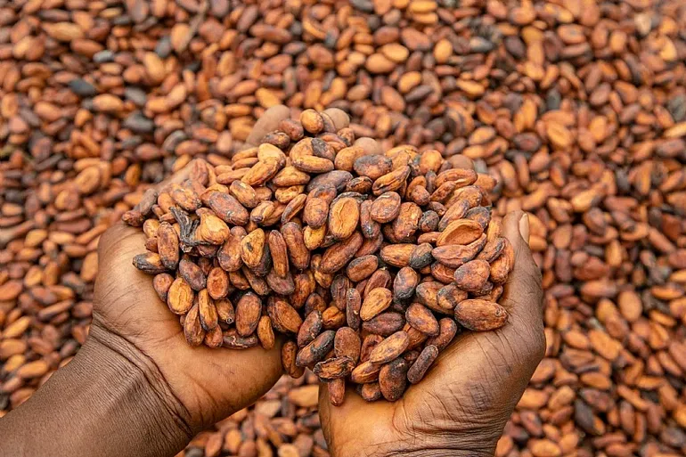 Man with cocoa beans fetched in his palm