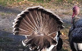 Turkey tails