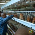 Some nkoko nkitinkiti beneficiaries have eaten the chickens instead of selling them – Agric Minister