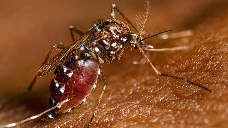 Yellow Fever is a viral disease spread by infected mosquitoes that bite mostly during the day