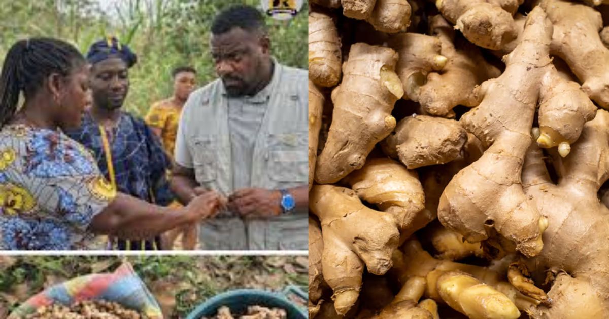 Deputy Agric Minister, John Dumelo explains why there's a shortage of ginger in Ghana and why prices are high