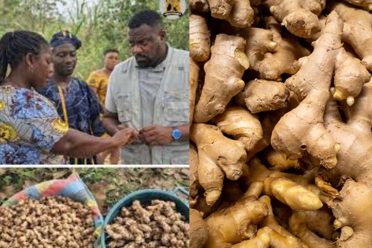Deputy Agric Minister, John Dumelo explains why there's a shortage of ginger in Ghana and why prices are high