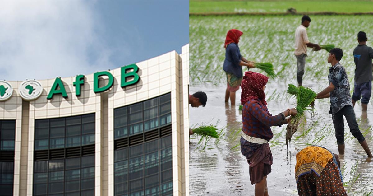Ghana secures $18.8m grant from AfDB to boost rice production, target ...