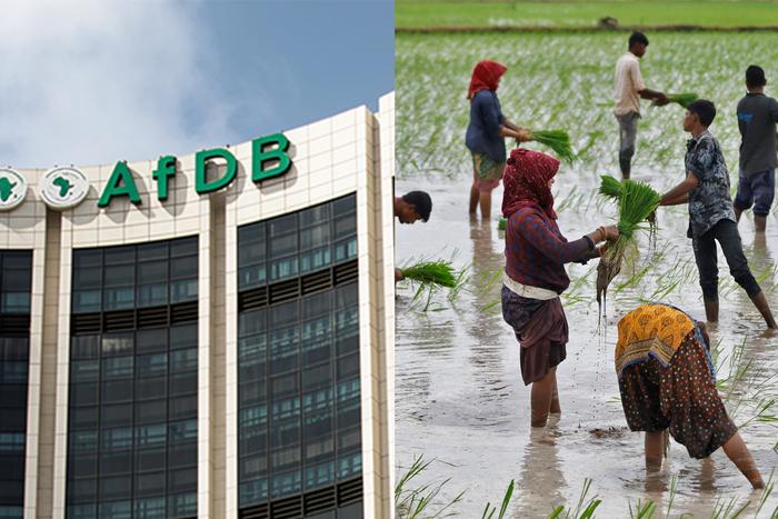 The African Development Bank (AfDB) (left) and farmers harvesting rice