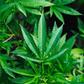 NACOC to begin licensing regime for medicinal, industrial cannabis cultivation