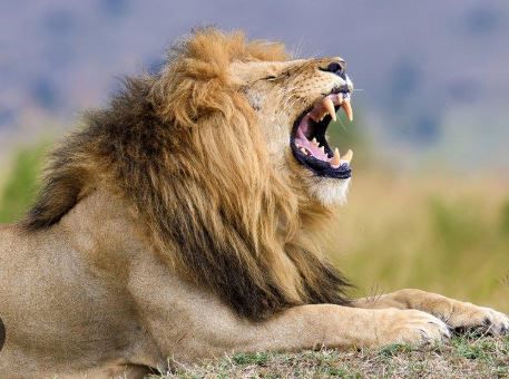 Man gets tragically devoured in an attempt to pet lion to impress his girlfriend