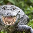 10 most dangerous animals in the world