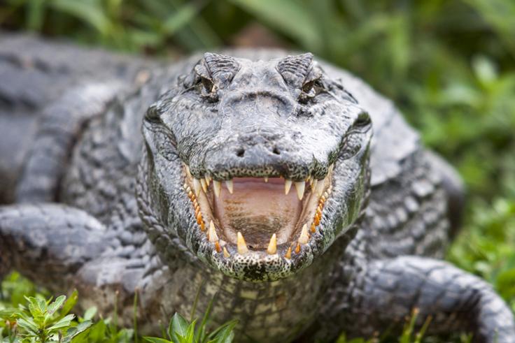 10 most dangerous animals in the world you don't know about