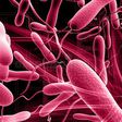 Agona West records suspected cholera outbreak with 214 cases