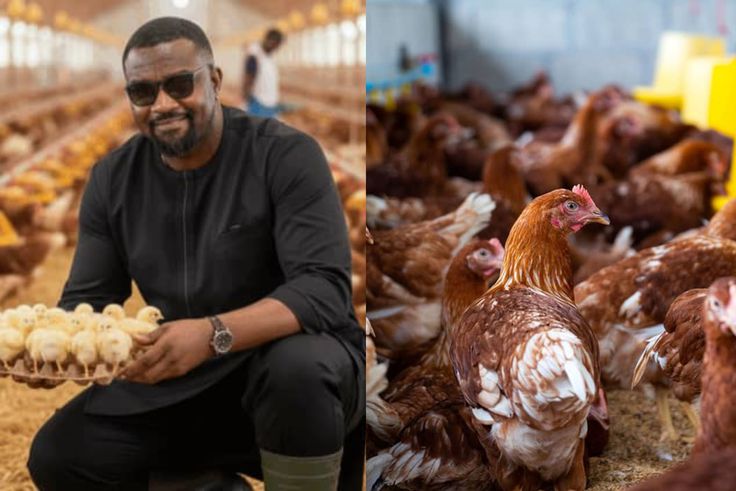 Fresh local chicken will become cheaper – John Dumelo assures Ghanaians
